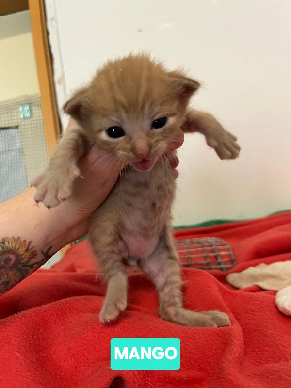 Angioletti in adozione Foto 6